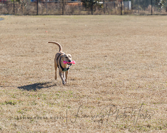 DogPark2023-140