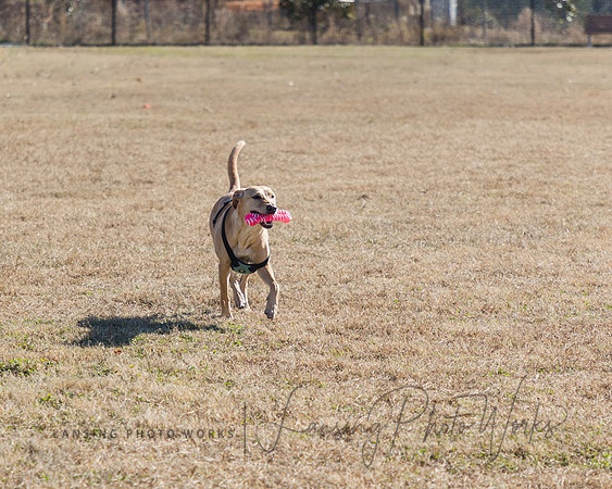 DogPark2023-141