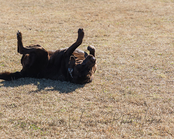 DogPark2023-142