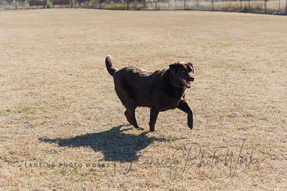 DogPark2023-143