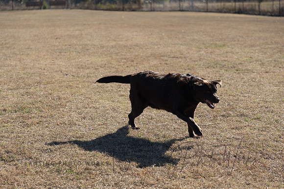 DogPark2023-144