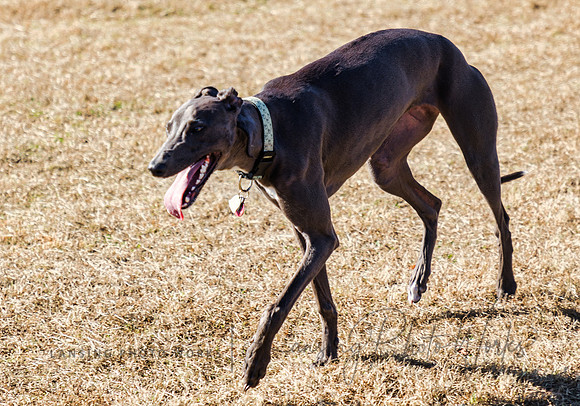 DogPark2023-154