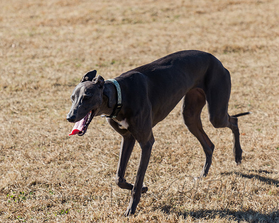 DogPark2023-157