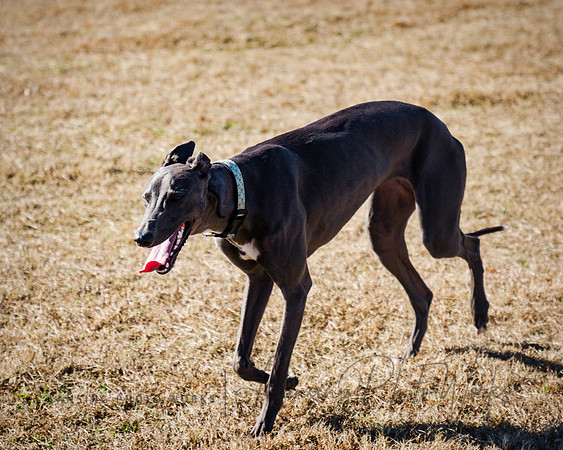 DogPark2023-156