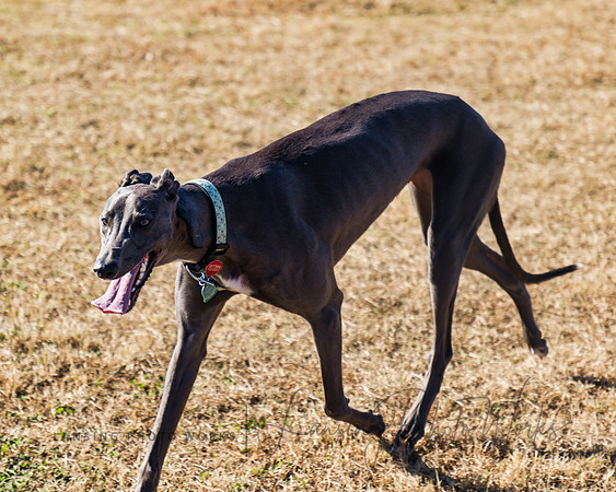DogPark2023-158