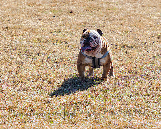 DogPark2023-165