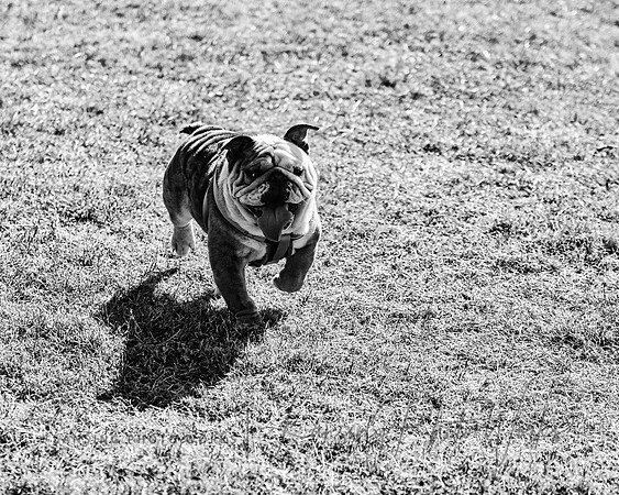 DogPark2023-167