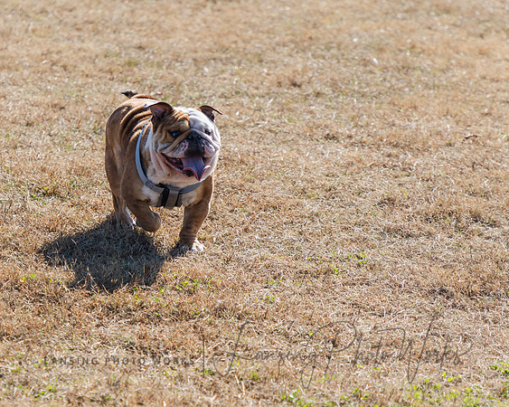 DogPark2023-166