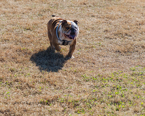 DogPark2023-169