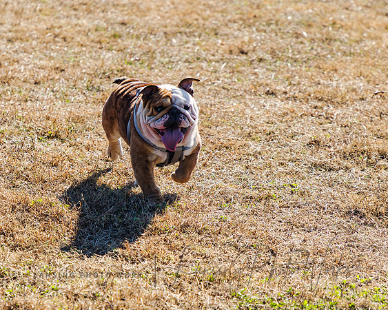 DogPark2023-168