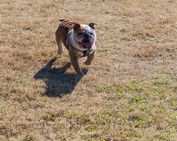 DogPark2023-170