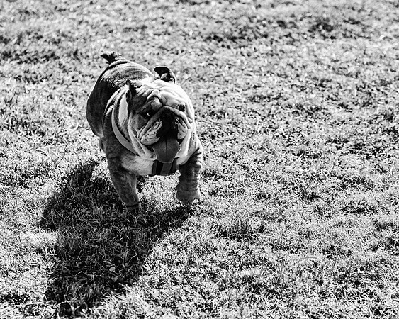 DogPark2023-171