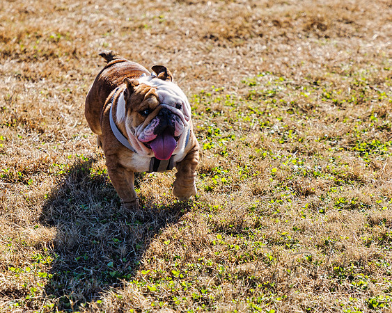 DogPark2023-172