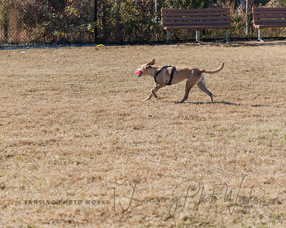 DogPark2023-173