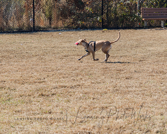 DogPark2023-174