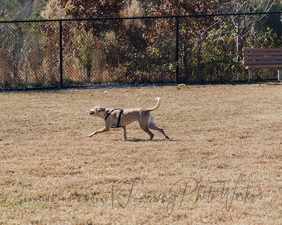 DogPark2023-175