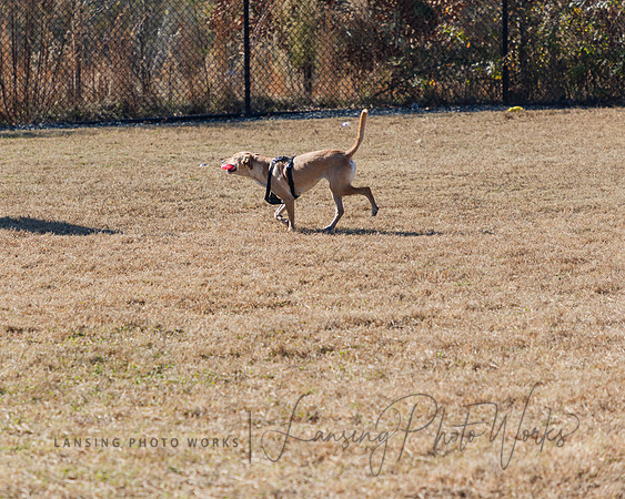 DogPark2023-176