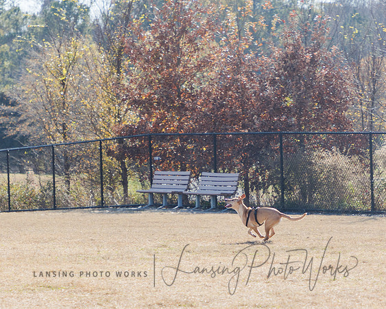 DogPark2023-183