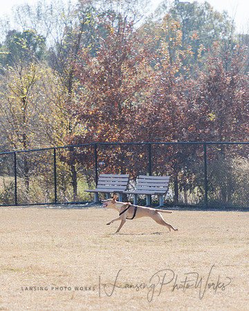 DogPark2023-184