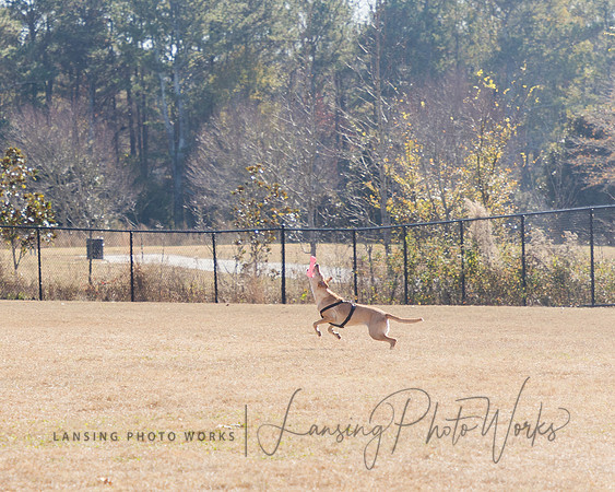 DogPark2023-185