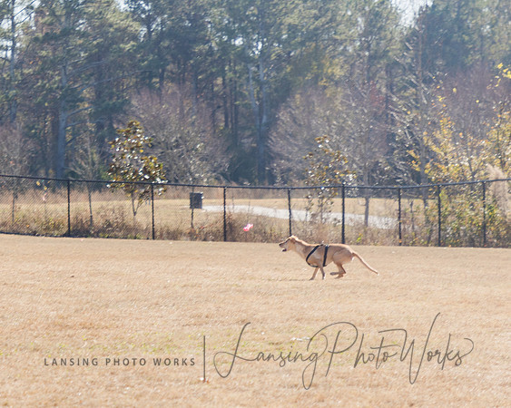 DogPark2023-186