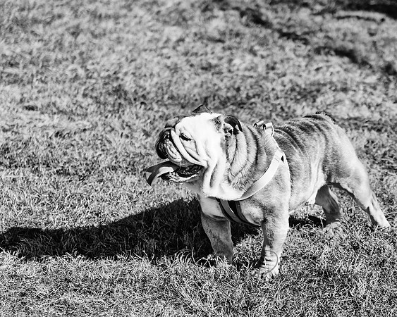 DogPark2023-187