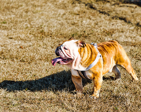DogPark2023-188