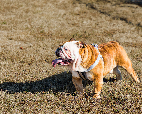 DogPark2023-189