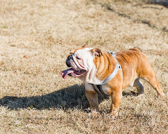 DogPark2023-190