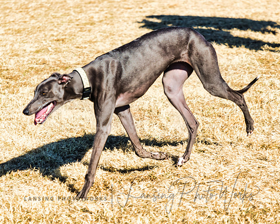 DogPark2023-196