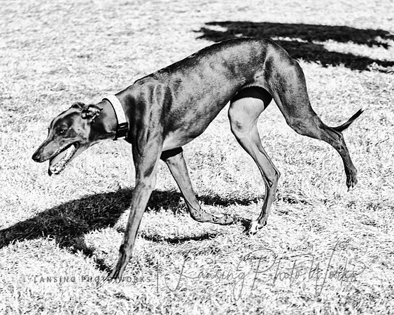 DogPark2023-197