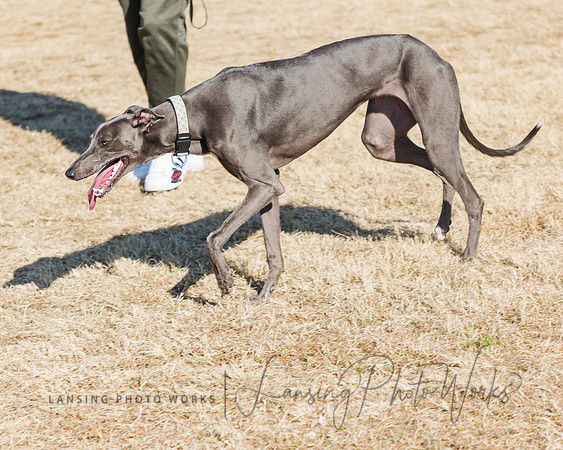 DogPark2023-199