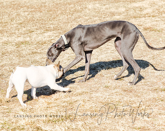 DogPark2023-201