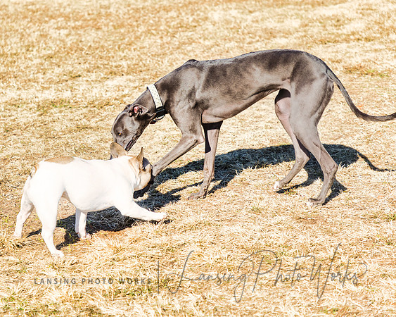DogPark2023-200