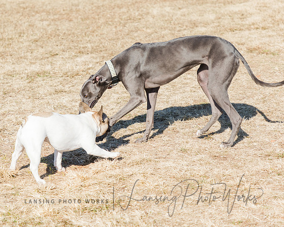 DogPark2023-202