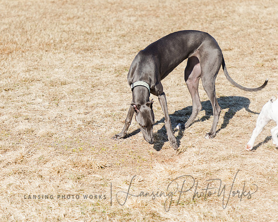 DogPark2023-203