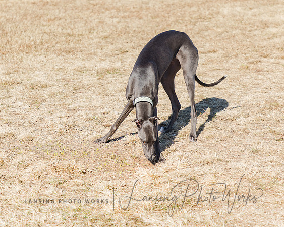 DogPark2023-204