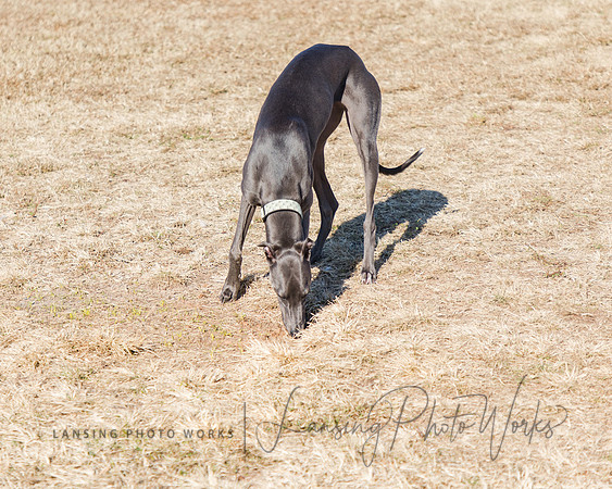 DogPark2023-205