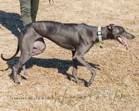 DogPark2023-206