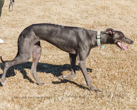 DogPark2023-207