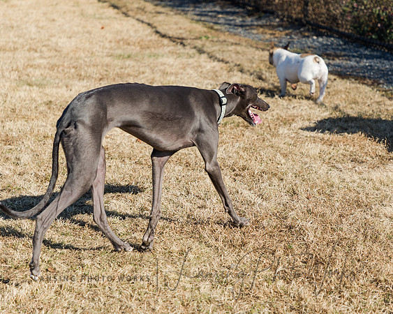 DogPark2023-208