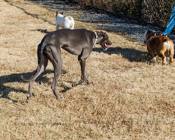 DogPark2023-209