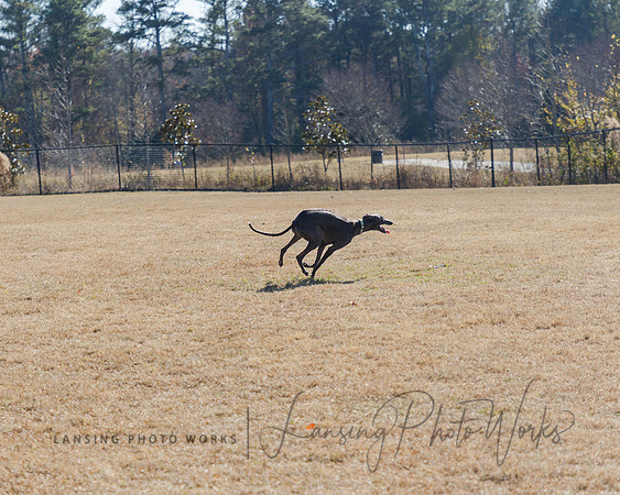 DogPark2023-210