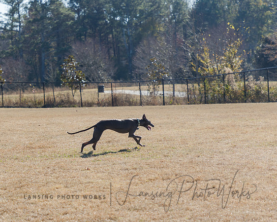 DogPark2023-211
