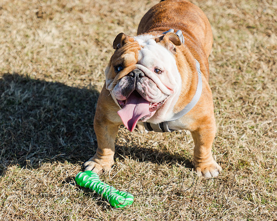 DogPark2023-212