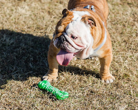 DogPark2023-213