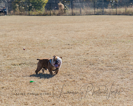DogPark2023-215