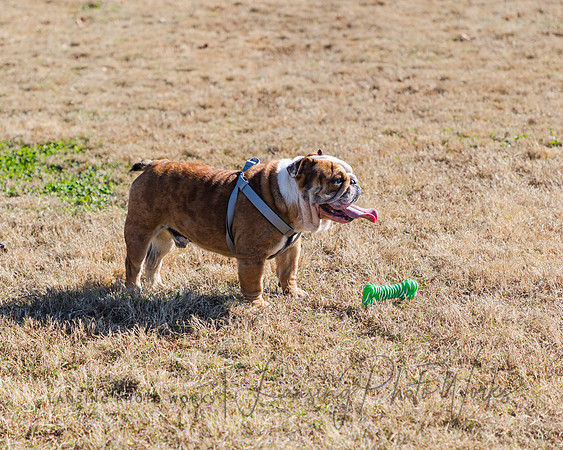 DogPark2023-216