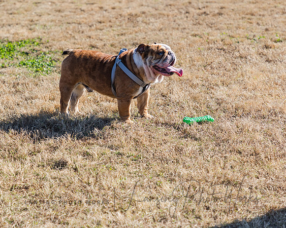 DogPark2023-217