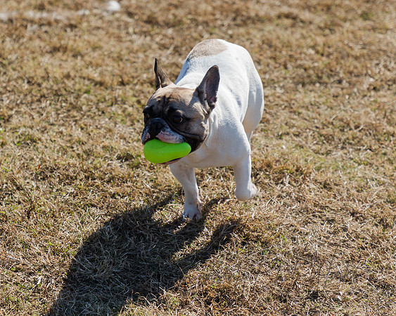 DogPark2023-219